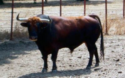 Fechas del periodo de Renovación de abonos desde 60€