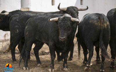 Sorteo y orden de lidia de la novillada de Fuente Ymbro