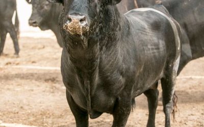 Orden de lidia y sorteo de los toros de F. Bohórquez y Cuvillo