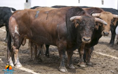 Sorteo y orden de lidia de la corrida de Daniel Ruiz