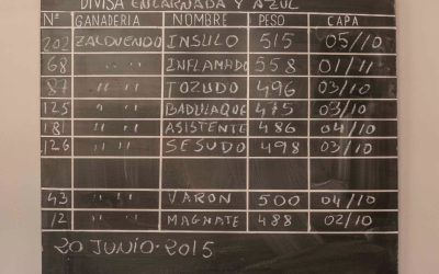 Sorteo y orden de lidia de los toros de Zalduendo