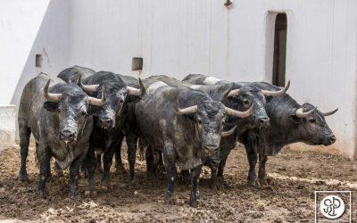 Sorteo y orden de lidia de los toros de Adolfo Martín para hoy en Alicante