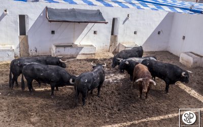 Sorteo y orden de lidia del primer festejo de la feria de Hogueras 2016