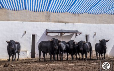 Sorteo y Orden de lidia del 26 de junio