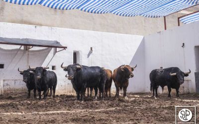 «Galiano» primer toro de José Tomás para esta tarde en Alicante