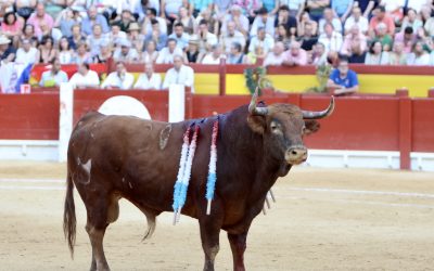 La puerta grande de Hogueras sigue abierta: Apoteosis de Talavante con «Gavilán» y brillante réplica de Juan Ortega