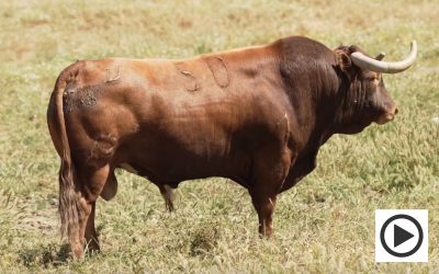 Seriedad en la corrida que supondrá el debut de Martín Lorca en Ciudad Real el 21 de agosto