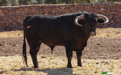 Los novillos de Sagrario Moreno para la gran final del Certamen Domingo Ortega que se celebrará en Toledo (FOTOS)