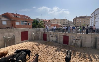 Seis toros de Victoriano del Río para el cartelazo estrella de la Feria