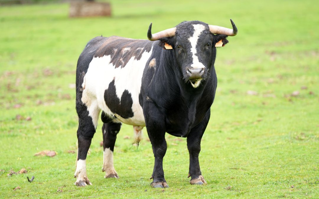 VIDEO: La corrida de Alcurrucén para el regreso de los toros a Hellín el Sábado de Gloria, un espectáculo cromático