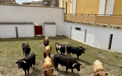 Los corrales de la plaza de Hellín vuelven a albergar toros dos años después