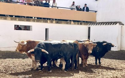 Orden de lidia: Cuatro cinqueños de Alcurrucén en el regreso de los toros a Hellín